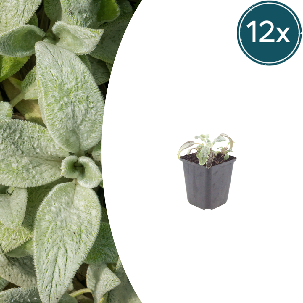 12x Stachys byzantina 'Silver Carpet' - ↕10-25cm - Ø9cm