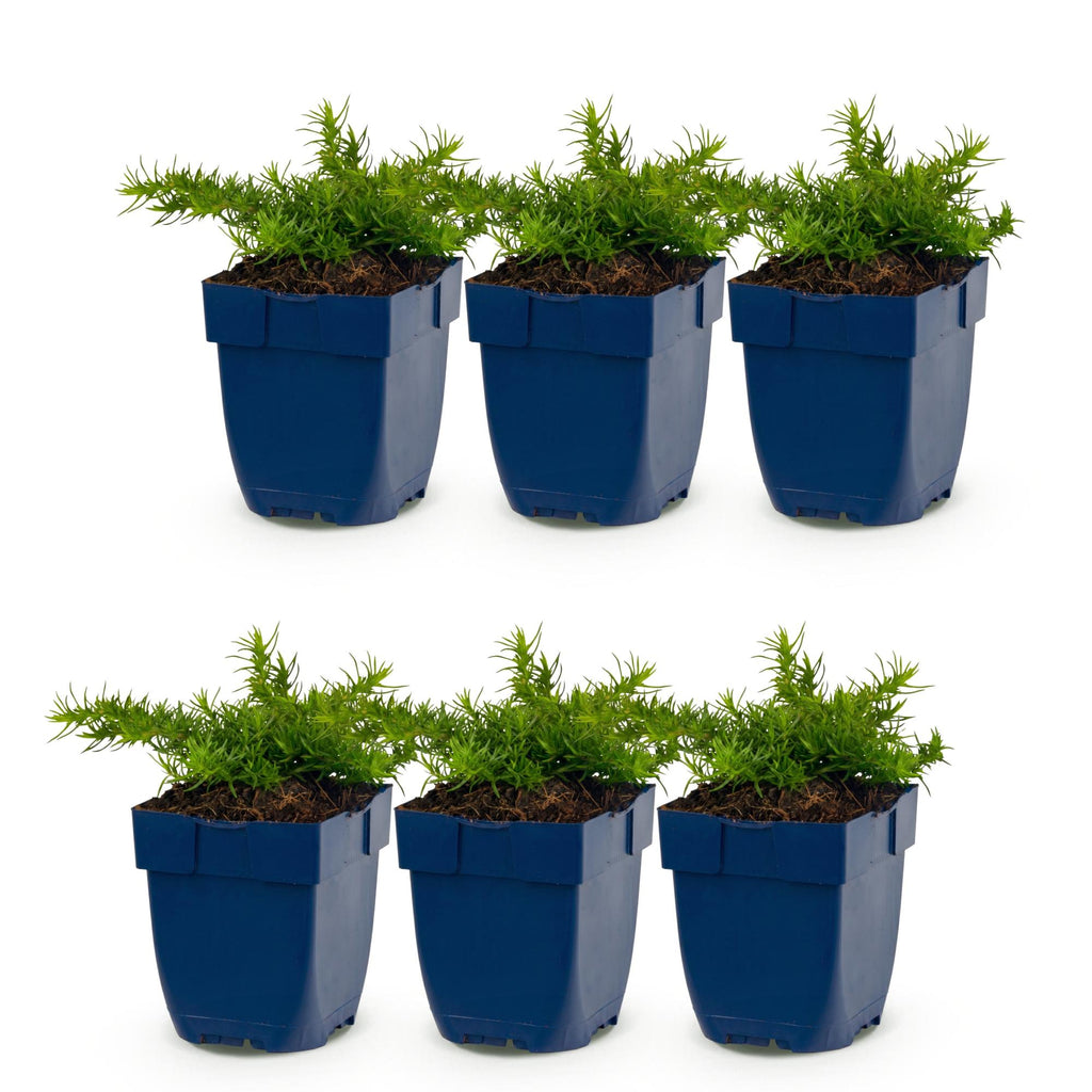 Vasteplant - Phlox Rosette - Vlambloem - Bodembedekkend - Roze - 6 Plant - Pot 11cm - Hoogte 15-25cm