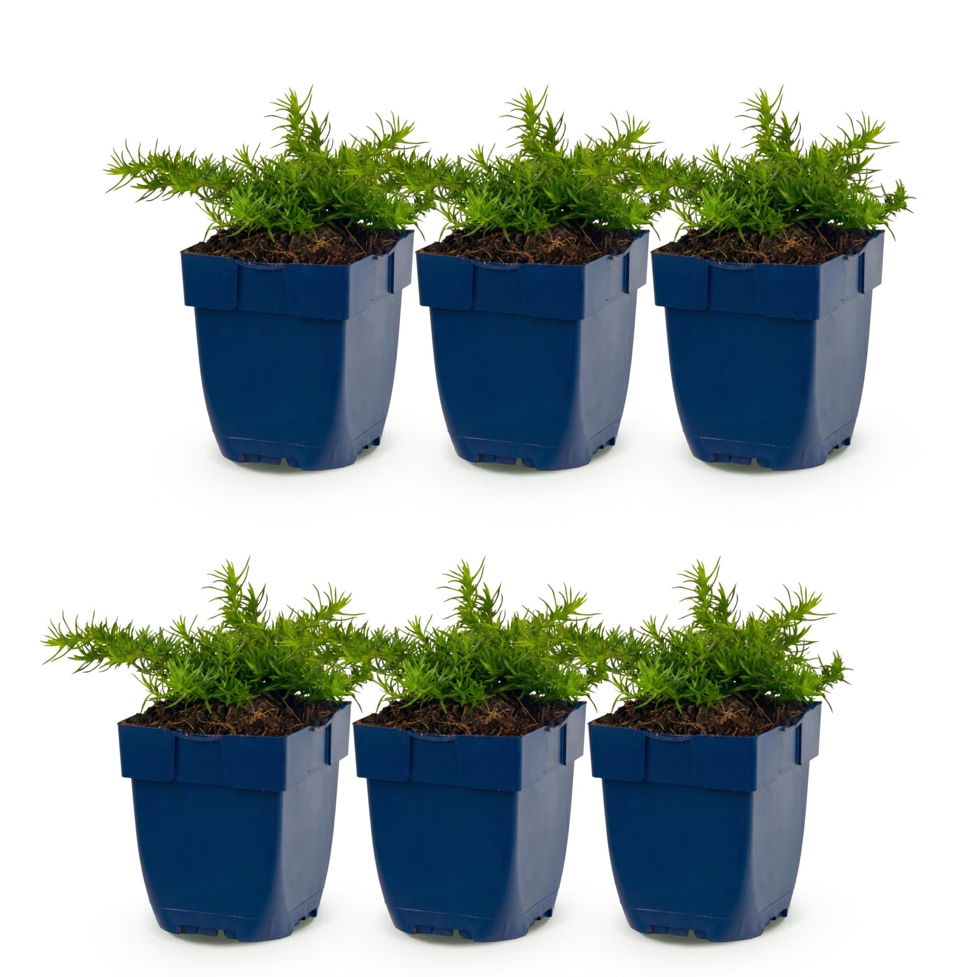 Vasteplant - Phlox Rosette - Vlambloem - Bodembedekkend - Roze - 6 Plant - Pot 11cm - Hoogte 15-25cm