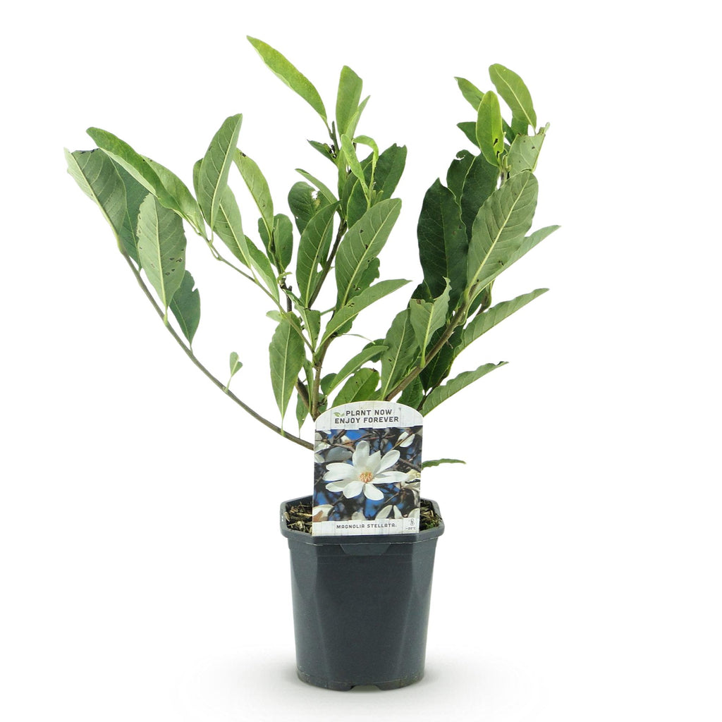 Heesters -  Magnolia Stellata  - Bloem Wit  - 1 Plant - Bladverliezend - Weinig Onderhoud - Pot 17cm Hoogte 45cm