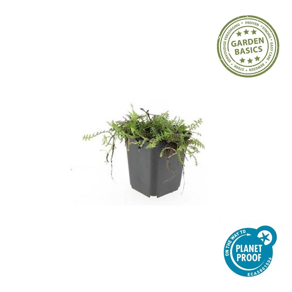 60x Leptinella squalida - ↕10-25cm - Ø9cm