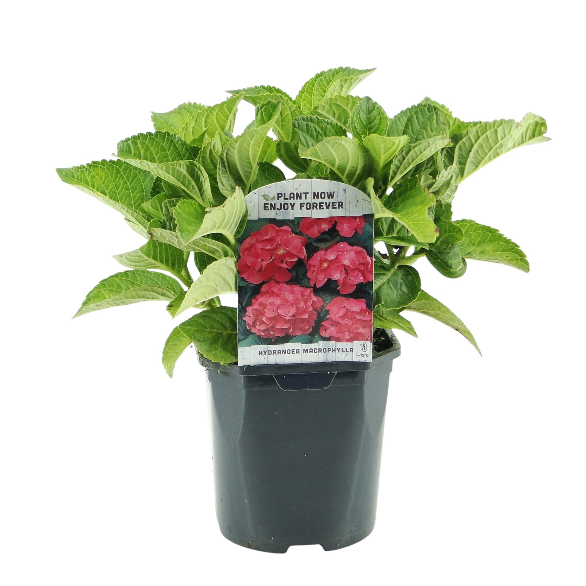 Hortensia - Hydrangea macrophylla Rood - Bloem Rood - 3 Planten - 1 m2 - Bladverliezend - Weinig Onderhoud - Pot 17cm Hoogte 30cm