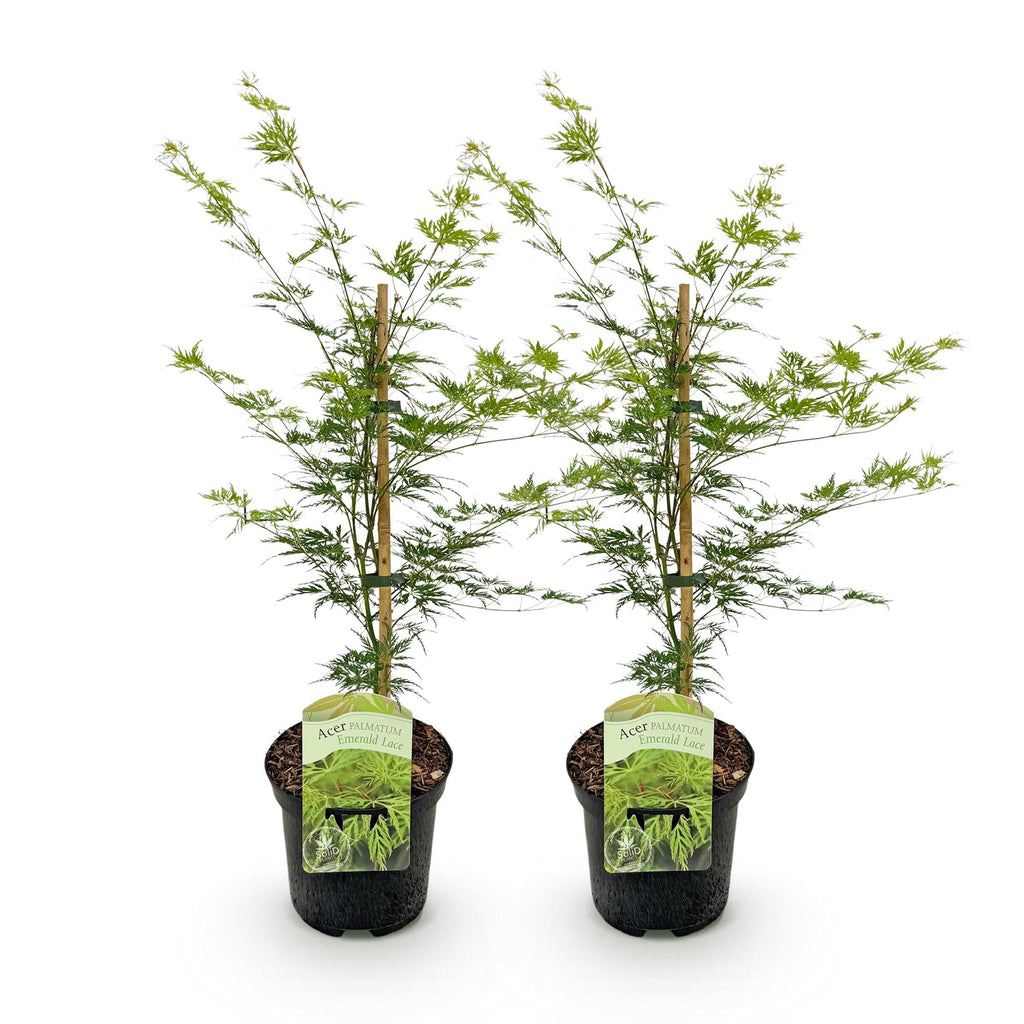 Terrasplant - Japanse Esdoorn - Acer palmatum Emerald Lace - Groen - 2 Planten - Bladverliezend - Pot 19cm Hoogte 70cm