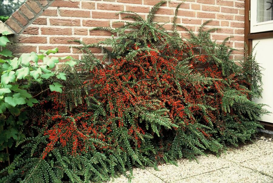 24x Cotoneaster horizontalis - ↕10-25cm - Ø9cm