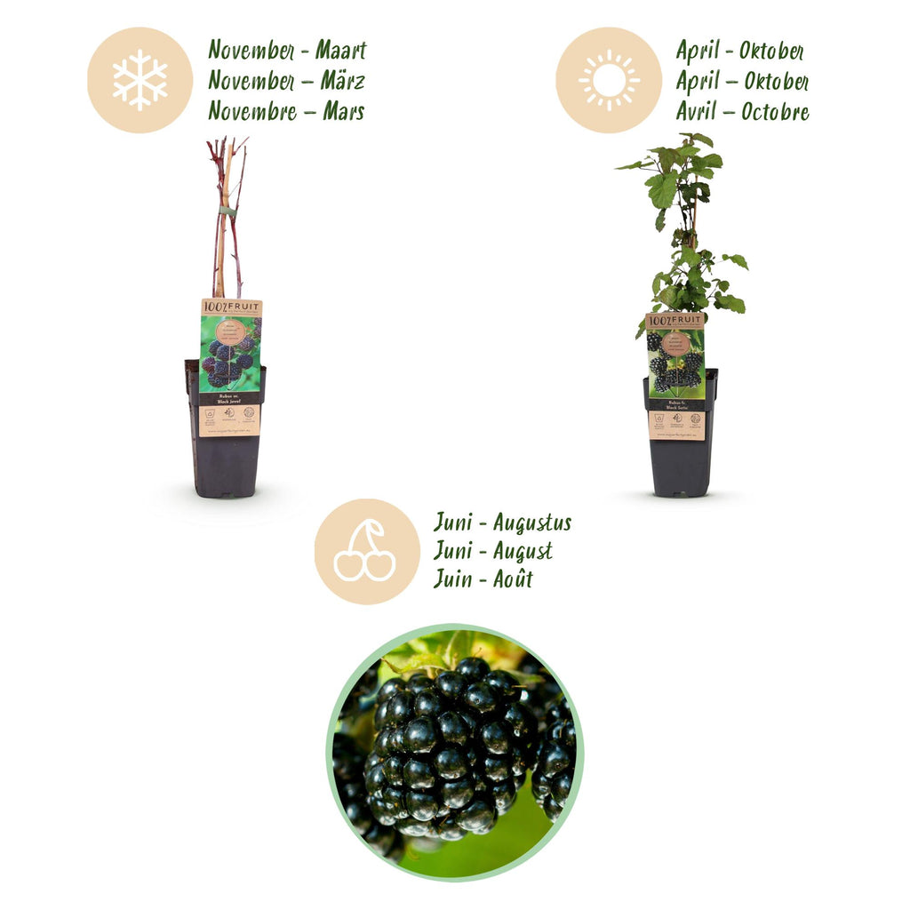 Fruitplant - Rubus fruticosus Black Satin - Bramenplant - Winterhard - Zwarte Braam - 2 Planten - Pot 15cm - Hoogte 50cm