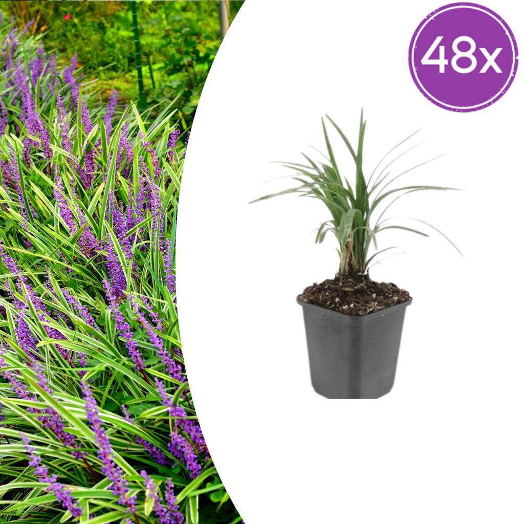 48x Liriope muscari 'Moneymaker' - ↕10-25cm - Ø9cm