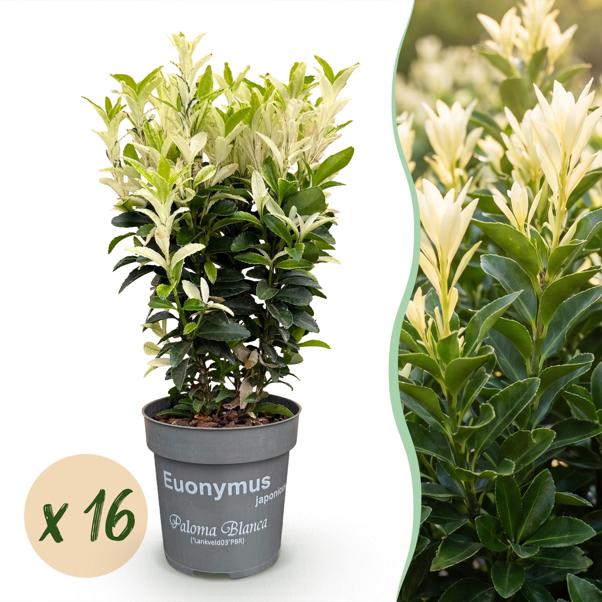 16x Euonymus japonica Paloma Blanca - Kardinaalsmuts - Haagplanten - Groenblijvend - Groen - Wit - Pot 9cm - Hoogte 20-30cm