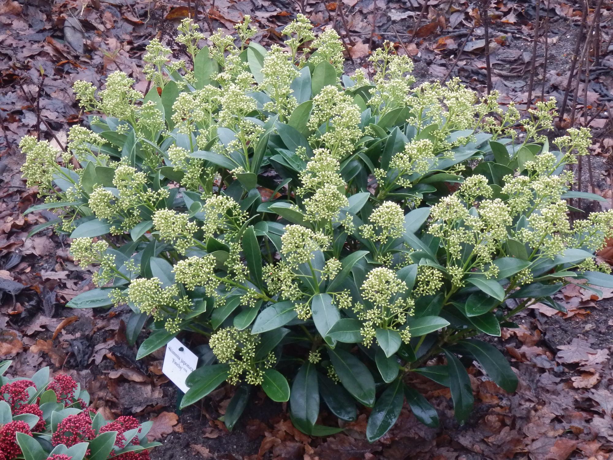 Terrasplant - Skimmia japonica Finchy - Bloem Wit - 10+ Bloemen - 3 Planten - Winterhard - Pot 10,5cm Hoogte 25cm