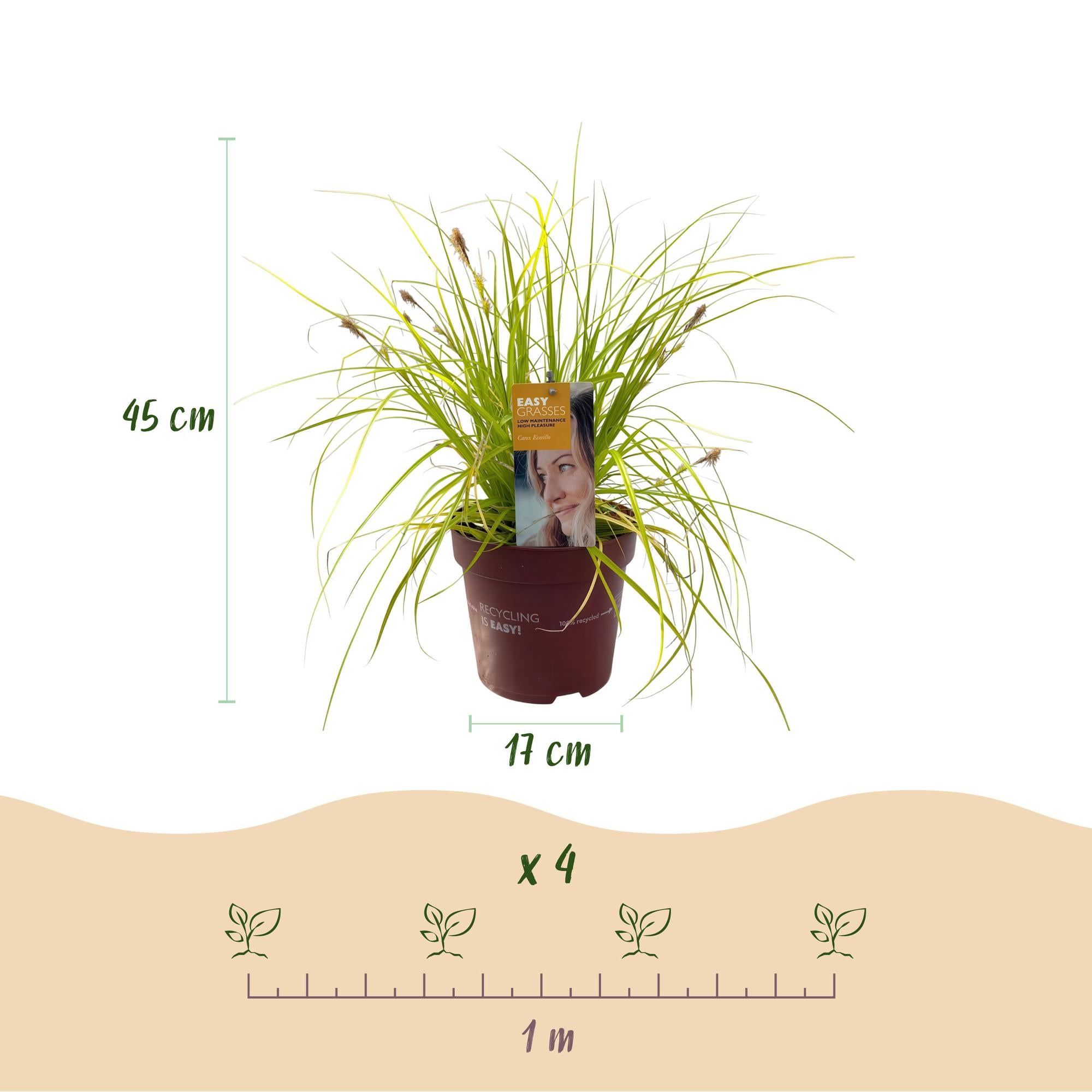 Siergrassen -  Carex oshimensis Everillo - Geel - 2 Planten - Bladhoudend - Weinig Onderhoud - Pot 17cm Hoogte 50cm