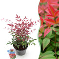 Tuinplant - Nandina Obsessed - Rood - 1 Plant - Groenblijvend - Weinig Onderhoud - Pot 17cm Hoogte 45cm