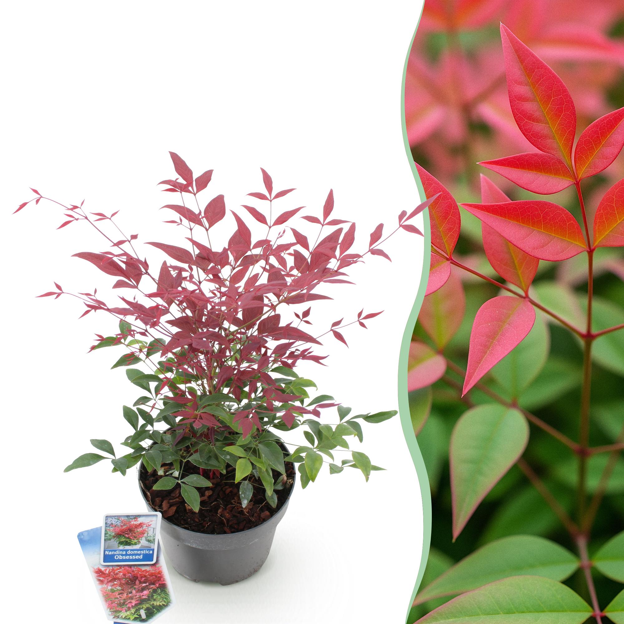 Tuinplant - Nandina Obsessed - Rood - 1 Plant - Groenblijvend - Weinig Onderhoud - Pot 17cm Hoogte 45cm