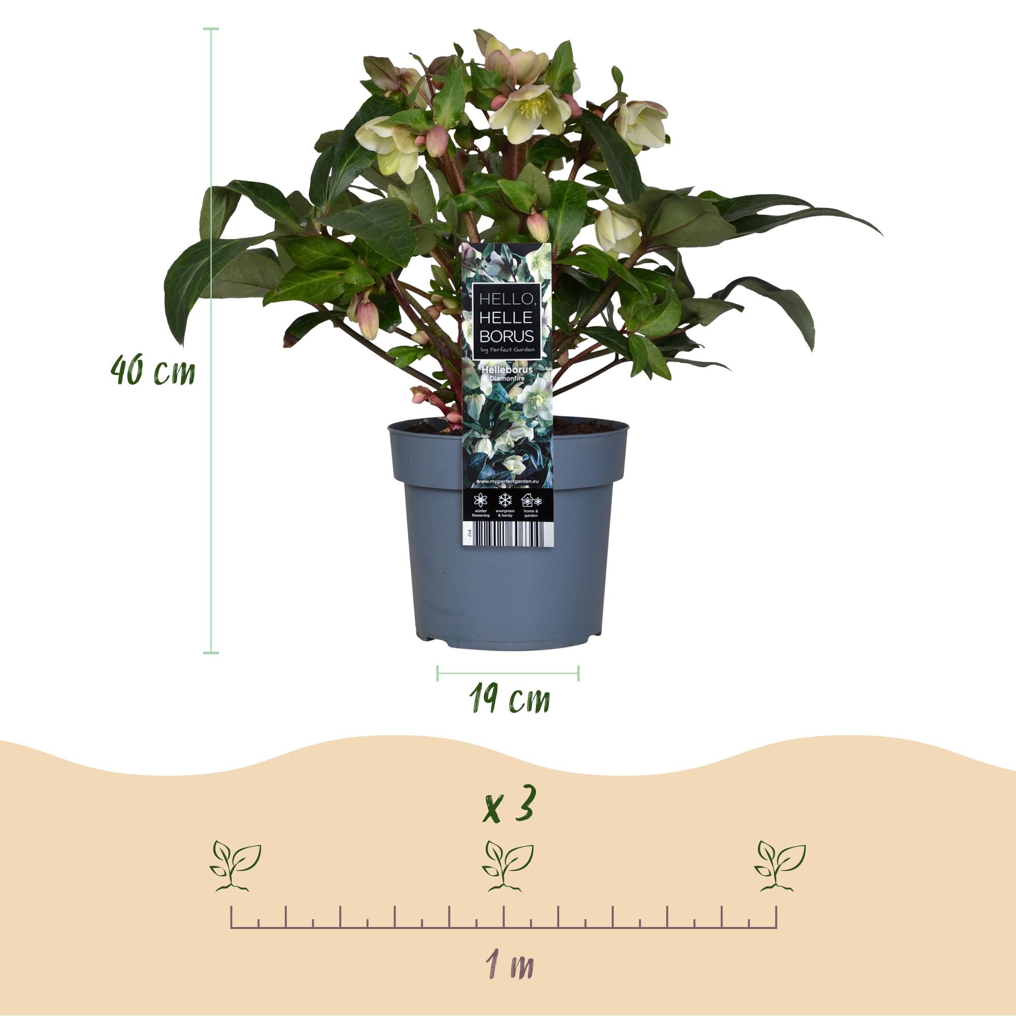 Tuinplant - Lenten Rose - Helleborus Diamfire - Groene Bloem - Groenblijvend - Pot 19cm Hoogte 40cm