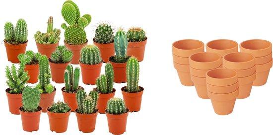Mini Cactus Mix - 18 Stuks - Ø 8,1 cm - Hoogte: 5-10 cm - Terracotta Potten