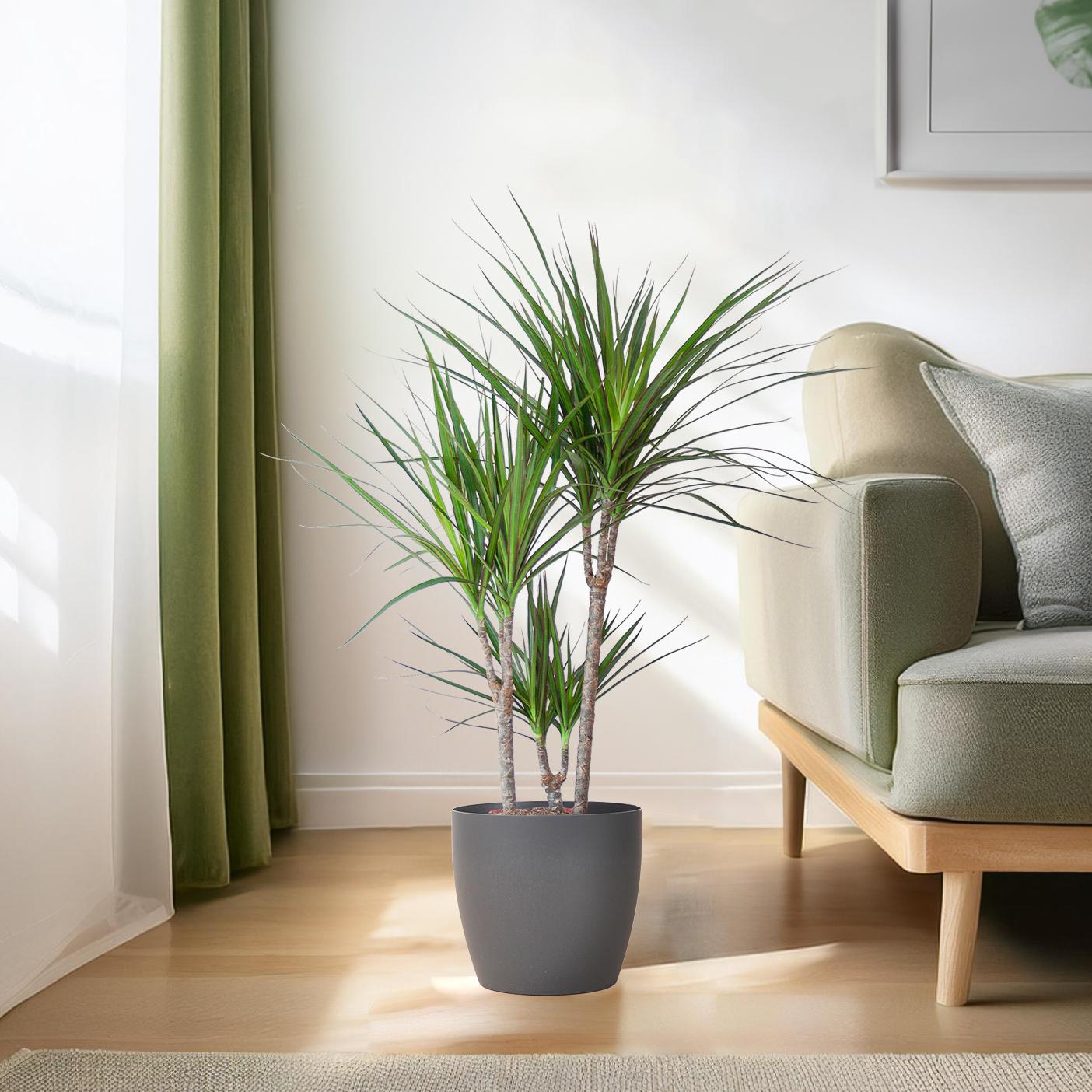 Dracaena Marginata met Potter pot grijs - 95cm - Ø21
