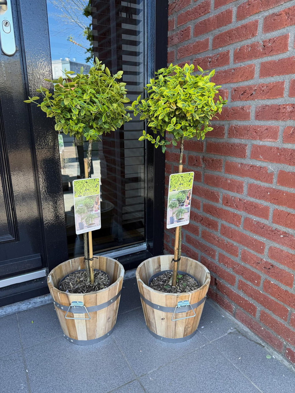 Plant op Stam - Euonymus fortunei Emerald n Gold - Terras Plant - Bladhoudend - Winterhard - Groen-Geel Blad - Pot 19cm Hoogte 90cm