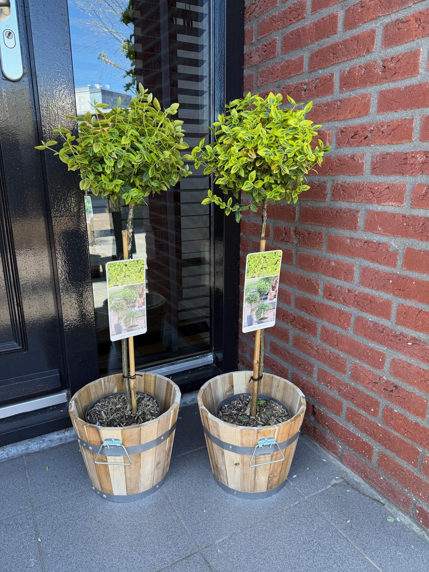 Plant op Stam - Euonymus fortunei Emerald n Gold - Terras Plant - Bladhoudend - Winterhard - Groen-Geel Blad - Pot 19cm Hoogte 90cm