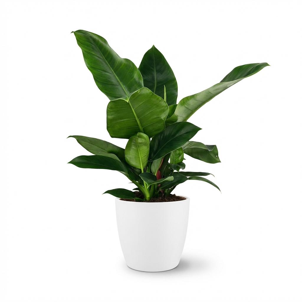 Kamerplant - Philodendron - Philodendron Imperial Green - Groen - Weinig onderhoud - 1 Plant - met Potter Wit - Pot 19cm - Hoogte 65cm