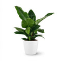 Kamerplant - Philodendron - Philodendron Imperial Green - Groen - Weinig onderhoud - 1 Plant - met Potter Wit - Pot 19cm - Hoogte 65cm