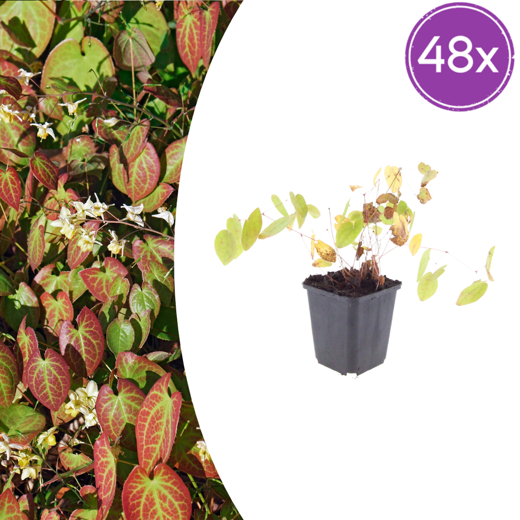 48x Epimedium y. 'Niveum' - ↕10-25cm - Ø9cm