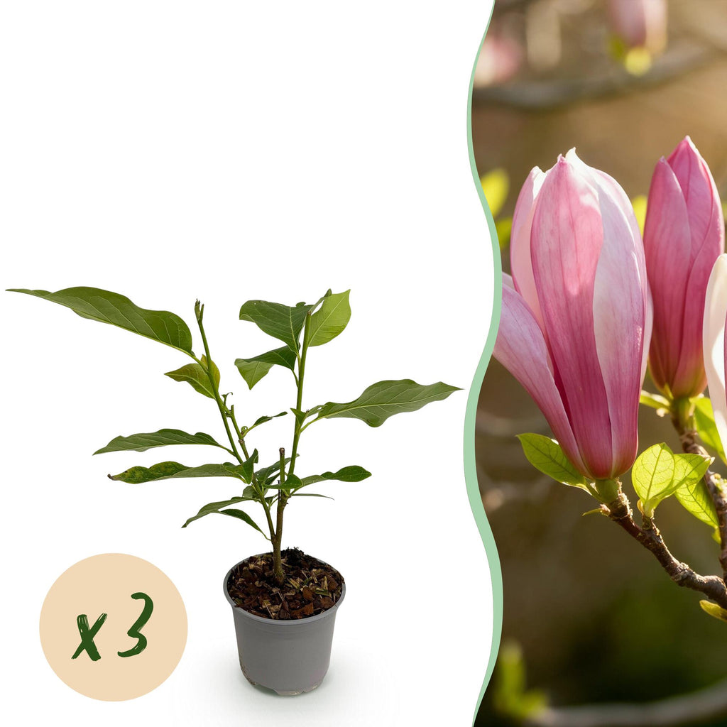 Tuinplant - Magnolia Ricki - Bloem Rood - 3 Planten - Bladverliezend - Weinig Onderhoud - Pot 12cm Hoogte 30cm