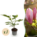 Tuinplant - Magnolia Ricki - Bloem Rood - 3 Planten - Bladverliezend - Weinig Onderhoud - Pot 12cm Hoogte 30cm