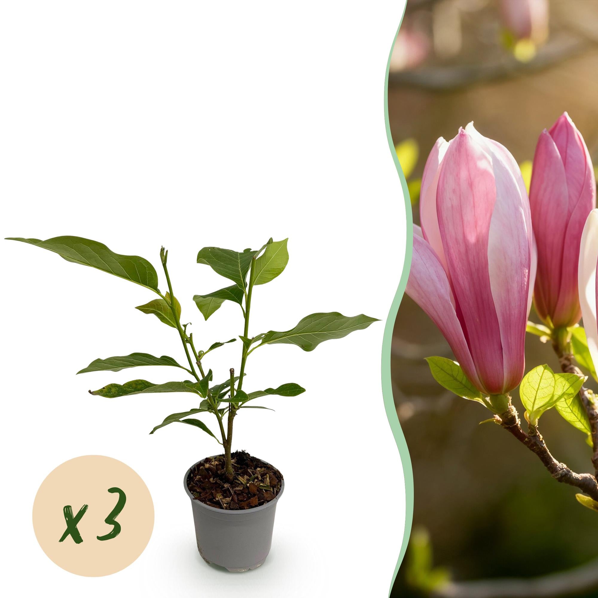 Tuinplant - Magnolia Ricki - Bloem Rood - 3 Planten - Bladverliezend - Weinig Onderhoud - Pot 12cm Hoogte 30cm