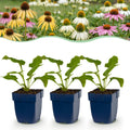 Vasteplant - Echinacea Tricolour - Zonnehoed - Bijen en Vlinderlokkers - Geel - Roze - Wit - 24 Planten - Pot 11cm - Hoogte 15-25cm