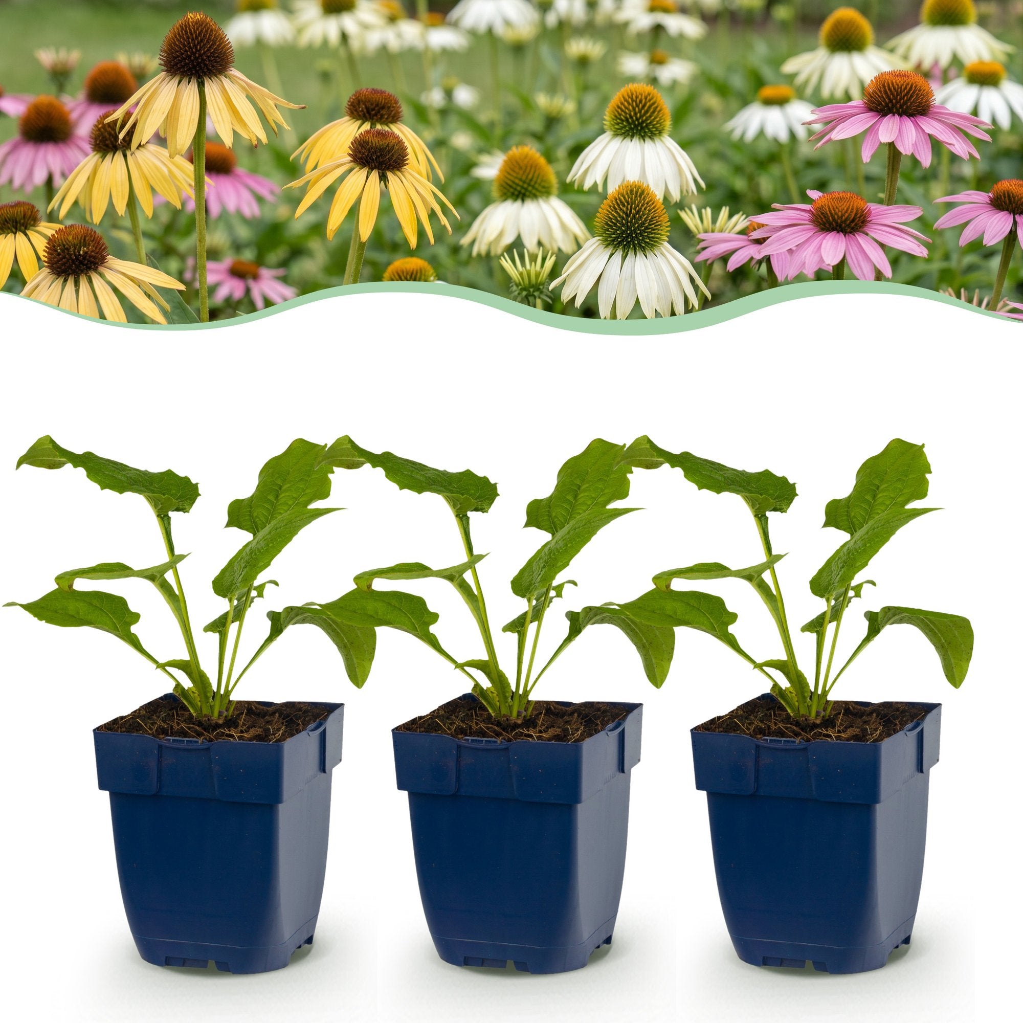 Vasteplant - Echinacea Tricolour - Zonnehoed - Bijen en Vlinderlokkers - Geel - Roze - Wit - 24 Planten - Pot 11cm - Hoogte 15-25cm