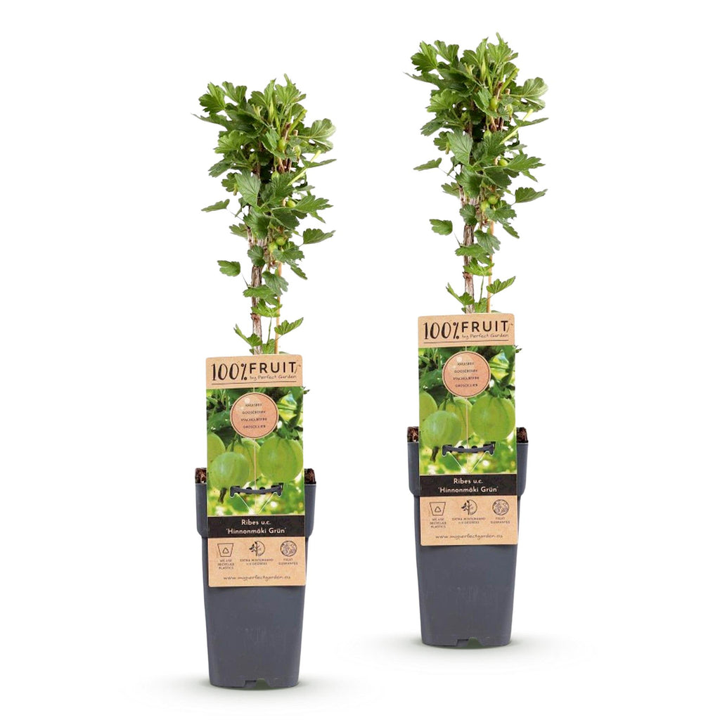 Fruitplant - Ribes uva-crispa Hinnonmäki Grün - Kruisbes - Winterhard - Groene Bes - 2 Planten - Pot 15cm - Hoogte 50cm