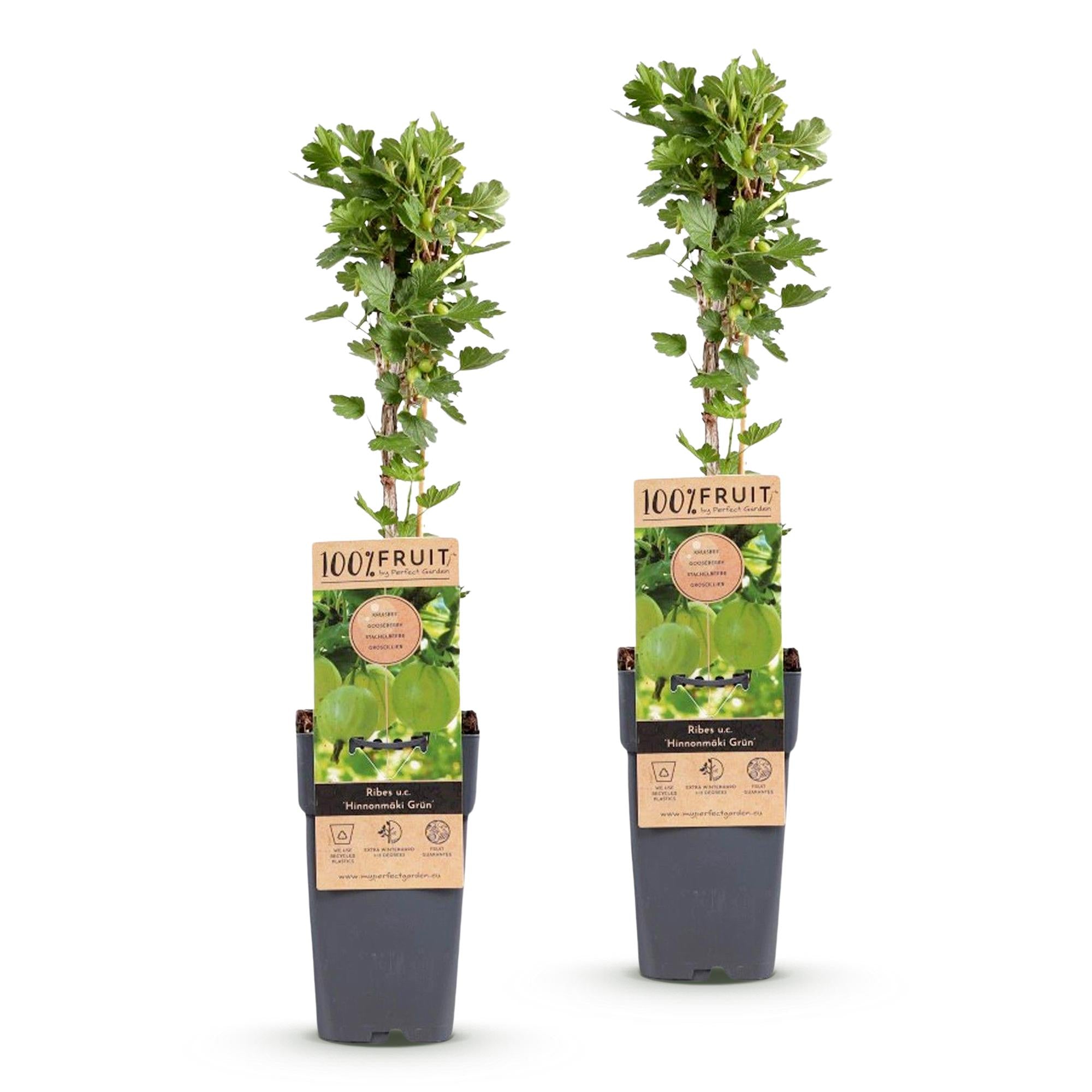 Fruitplant - Ribes uva-crispa Hinnonmäki Grün - Kruisbes - Winterhard - Groene Bes - 2 Planten - Pot 15cm - Hoogte 50cm