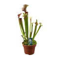Sarracenia Judith Hindle - Ø12cm - ↕30cm