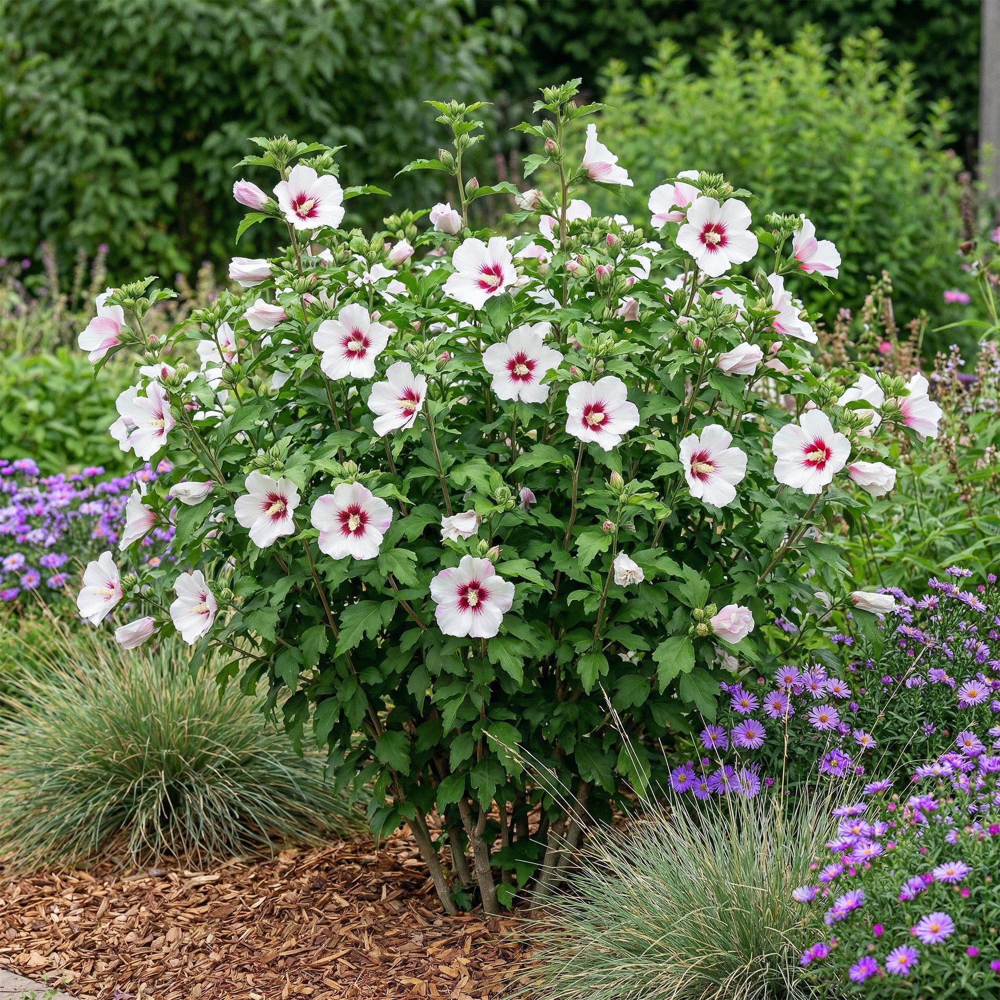 Tuinplant - Hibiscus syriacus Hamabo - Tuin Hibiscus - Winterhard - Wit - Roze - 3 Planten - Pot 17cm - Hoogte 45cm