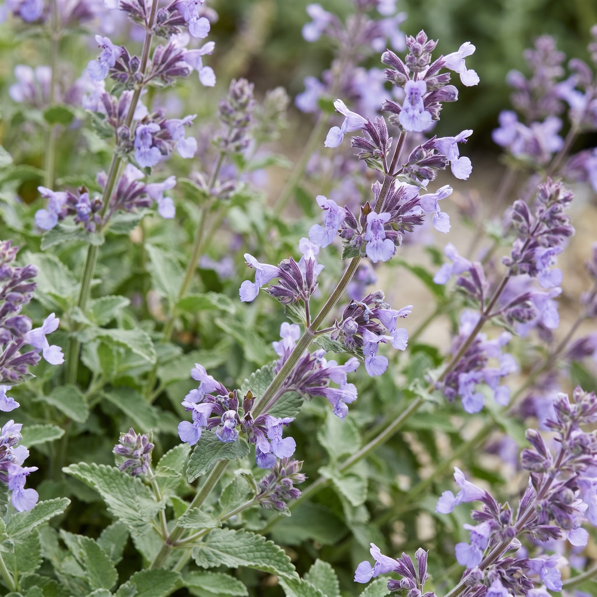 Vasteplant - Nepeta faassenii Walker's Low - Kattenkruid - Bijen en Vlinderlokkers - Blauw - 24 Planten - Pot 11cm - Hoogte 15-25cm