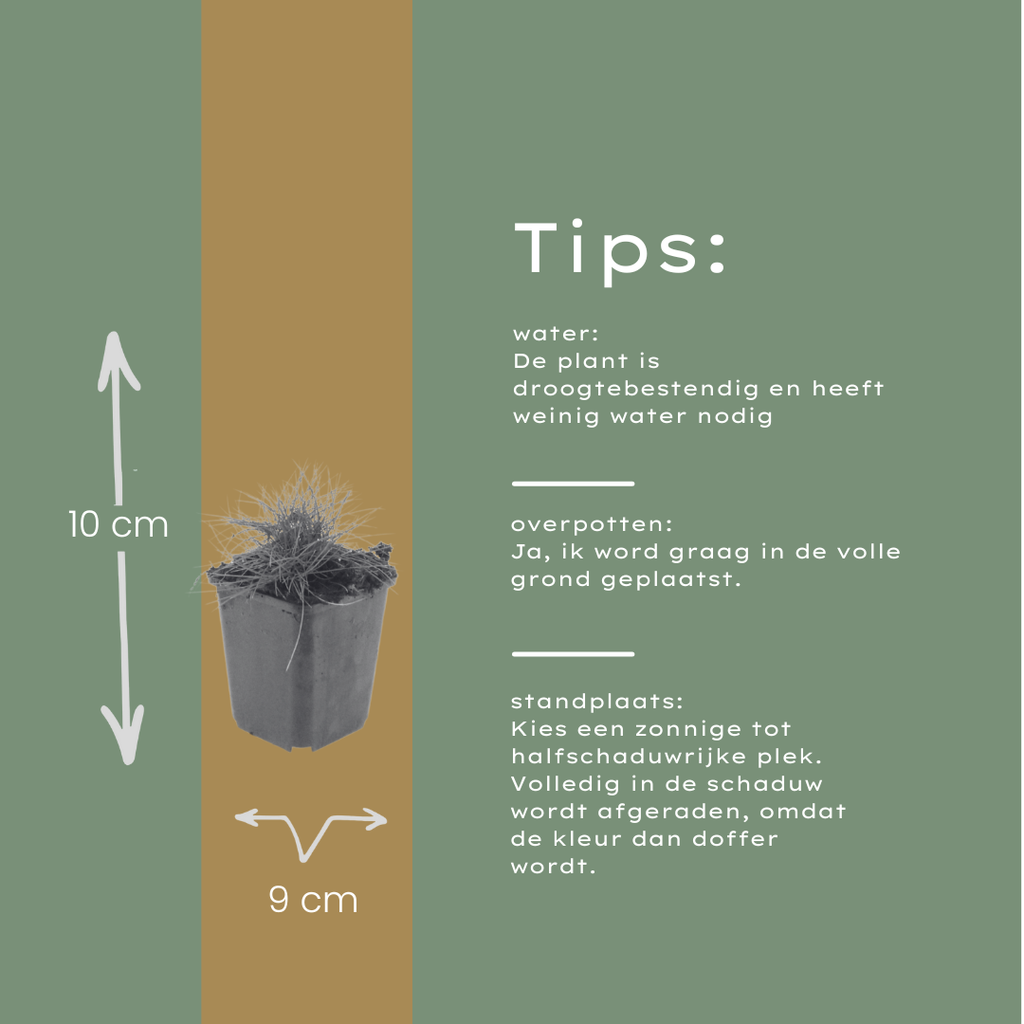 24x Festuca gautieri - ↕10-25cm - Ø9cm