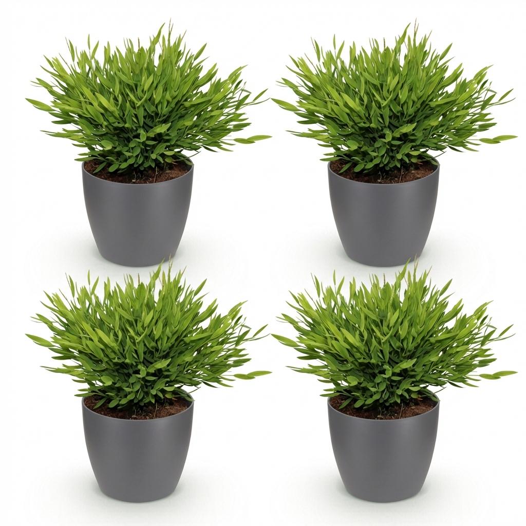 Kamerplant - Bamusa Pogonatherum Monica - Bamboegras - Huisdiervriendelijke Plant - Groen - 4 Planten - met Potter Grijs - Pot 12cm - Hoogte 20cm