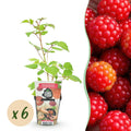 Fruitplanten - Japanse Wijnbes - Rubus Phoenicolasius - Winterhard - 6 Planten - Pot 9 cm - Rode Bes