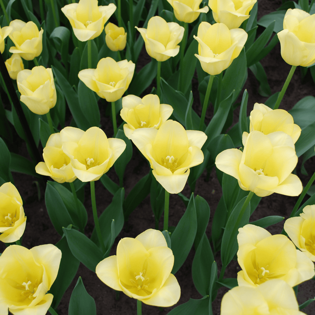 Tulpenbollen World Friendship – 20 Stuks | KH Bloembollen® | Lichtgele Tulp – Zacht, Vriendelijk & Elegant – Voor Tuin of Pot – Maat 11/12 – Vers van de Teler