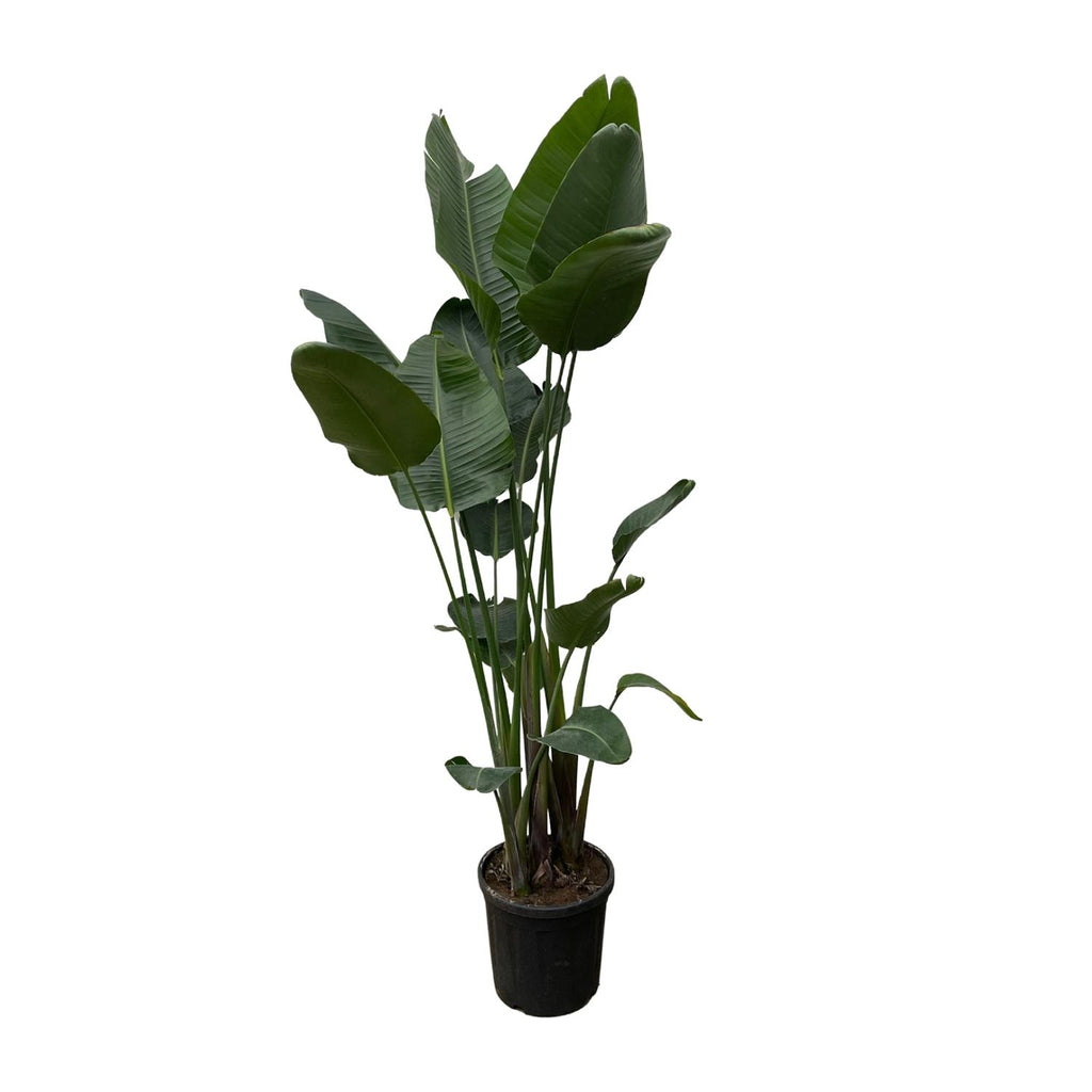 Strelitzia Nicolai XXL - 250 cm - ø34-50