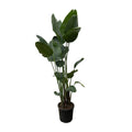 Strelitzia Nicolai XXL - 250 cm - ø34-50