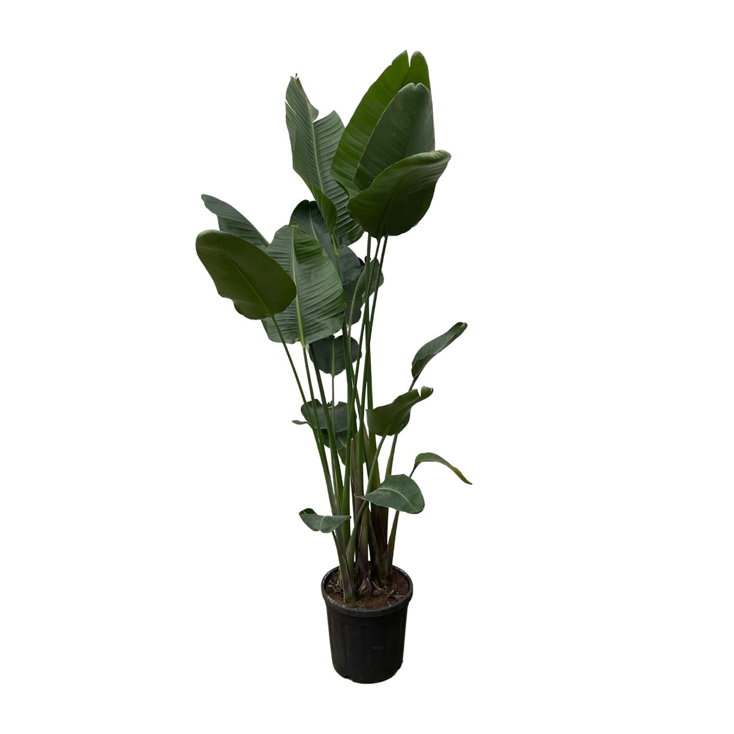 Strelitzia Nicolai XXL - 250 cm - ø34-50