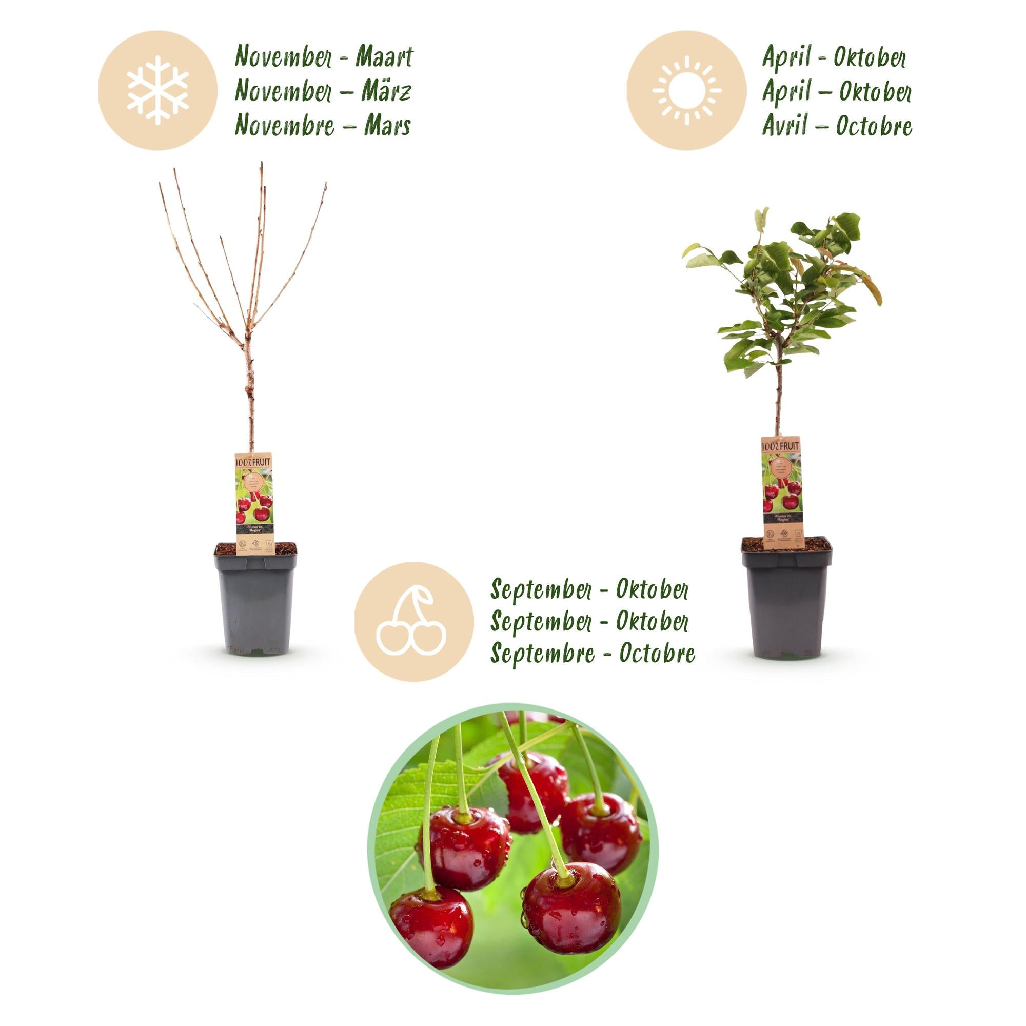 Fruitboom - Prunus avium Regina - Kersenboom - Winterhard - Donker Rode Bes - 1 Plant - Pot 21cm - Hoogte 90cm