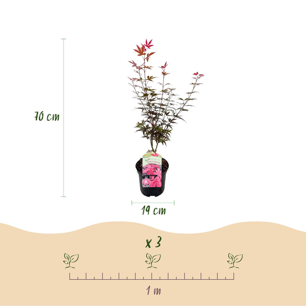 Terrasplant - Japanse Esdoorn - Acer palmatum Skeetsers Broom - Paars - 2 Planten - Bladverliezend - Pot 19cm Hoogte 70cm