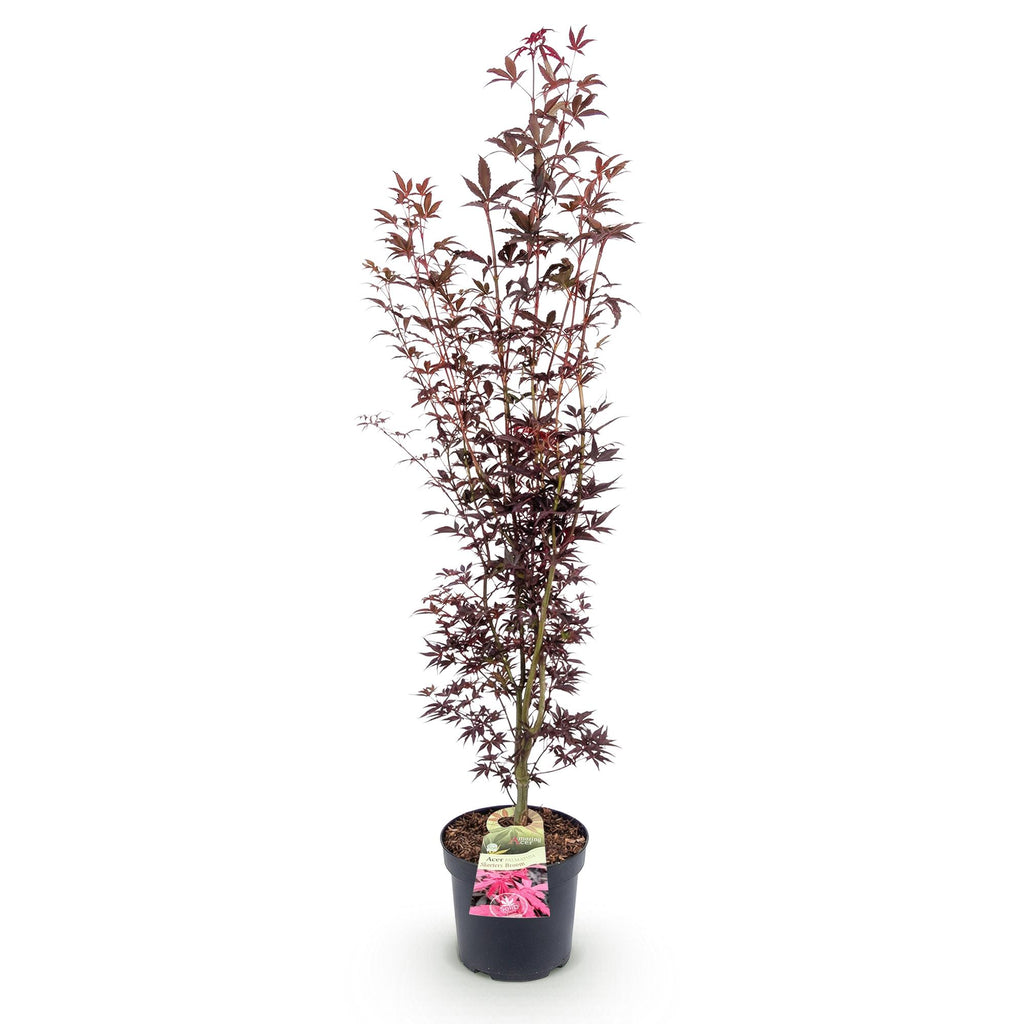 Tuinplant - Acer palmatum Atropurpureum - Japanse Esdoorn - Bladverliezend - Paars - 1 - Pot 26cm - Hoogte 90cm
