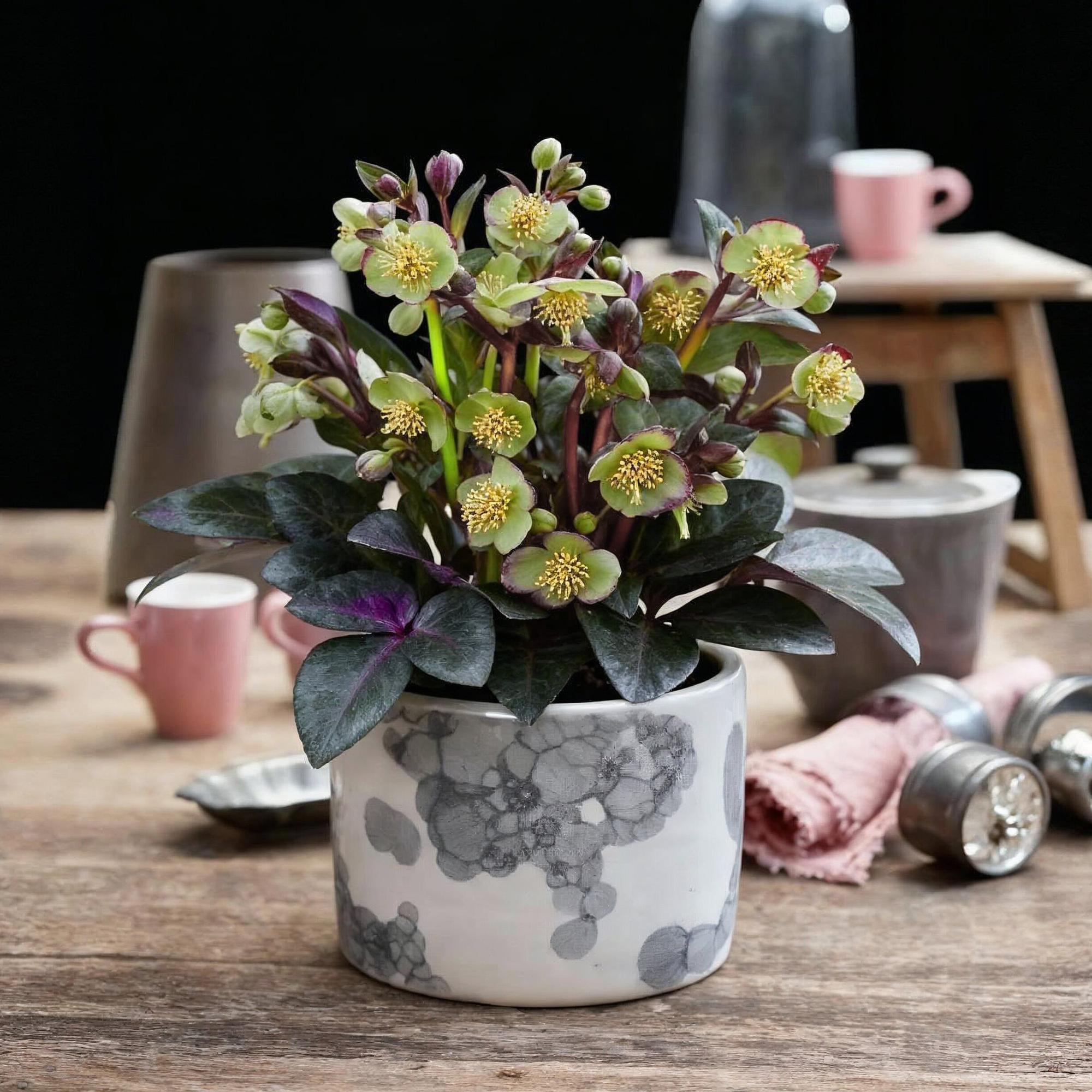 Tuinplant - Lenten Rose - Helleborus lividus Purple Marble - Paarse Bloem -1 Plant - Groenblijvend - Pot 14cm Hoogte 35cm