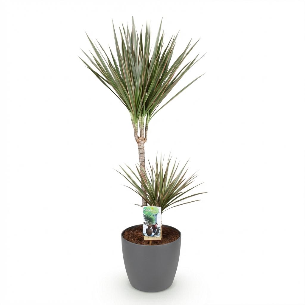 Kamerplanten - Dracaena Marginata Bicolor - Drakenbloedboom - Weinig onderhoud - Groen - 1 Plant - met Potter Grijs - Pot 21cm - Hoogte 90-100cm