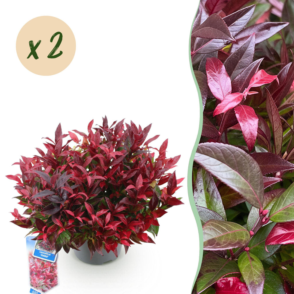 Tuinplant - Leucothoe Zeblid - Rood - 2 Planten - Groenblijvend - Weinig Onderhoud - Pot 17cm Hoogte 45cm
