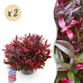 Tuinplant - Leucothoe Zeblid - Rood - 2 Planten - Groenblijvend - Weinig Onderhoud - Pot 17cm Hoogte 45cm
