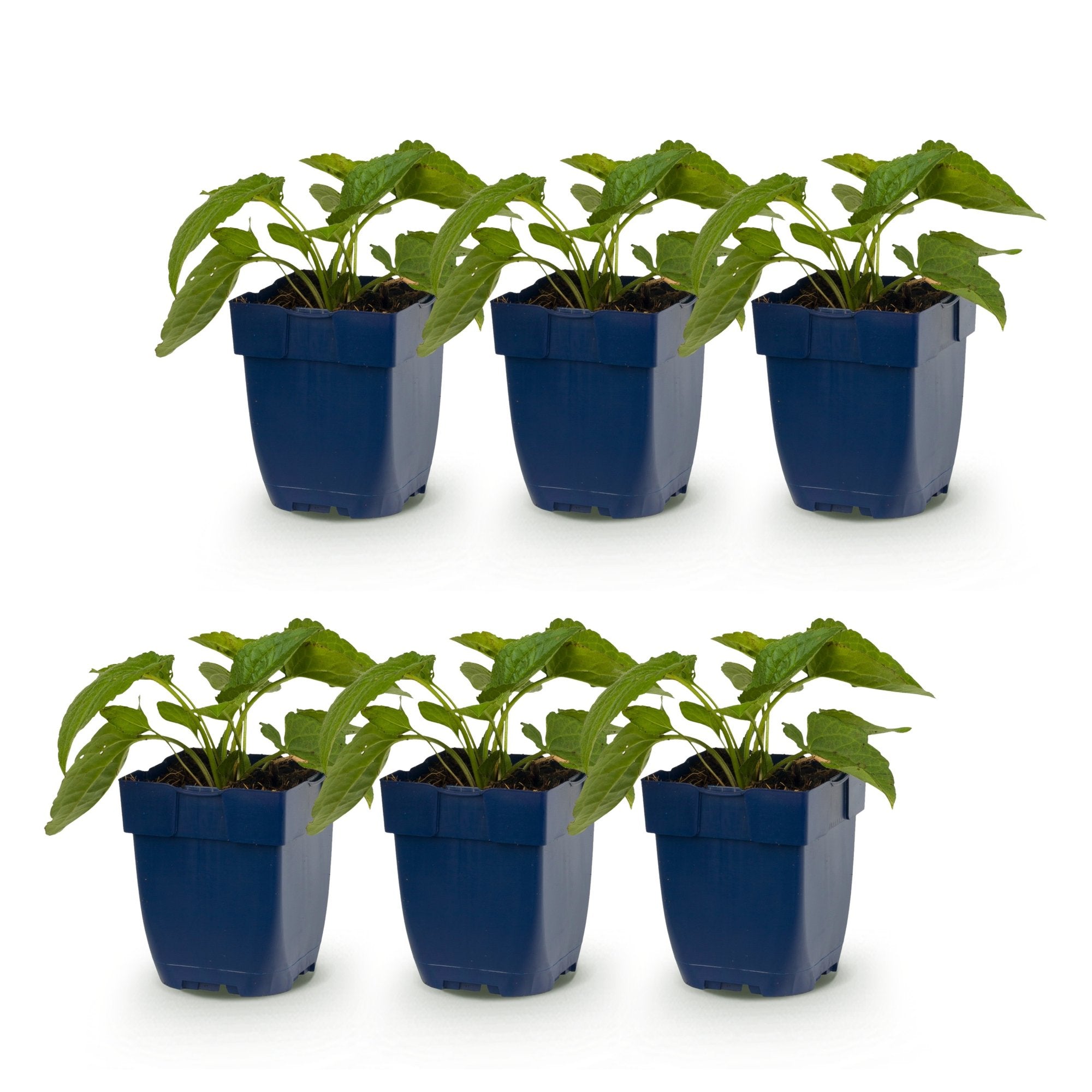 Vasteplant - Rudbeckia fulg. Goldsturm - Gele zonnehoed - Bijen- en vlinderlokkers - Geel - 6 Planten - Pot 11cm - Hoogte 15-25cm