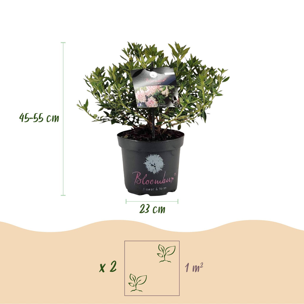 Dwerg Rhododendron - Rhododendron Bloombux Light Pink - Bloeiende Buxus - Weinig Onderhoud - Licht Roze Bloem - 1 Plant - Pot 23cm - Hoogte 45-55cm