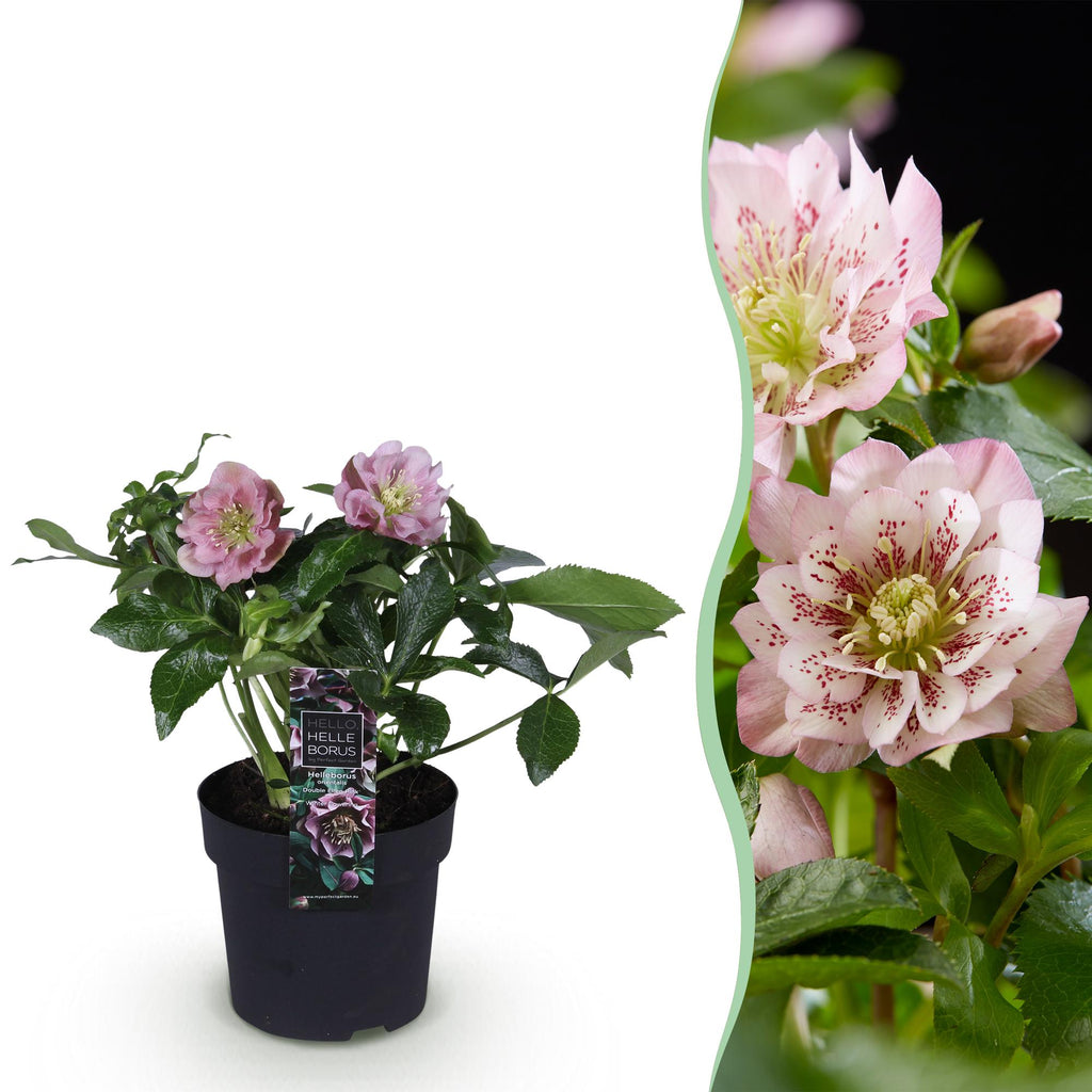 Tuinplant - Lenten Rose - Helleborus orientalis Double Ellen Pink - Roze Bloem -1 Plant - Groenblijvend - Pot 14cm Hoogte 35cm